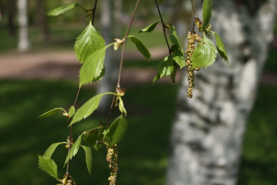 Koivun oksa, jossa lehtiä ja norkkoja.